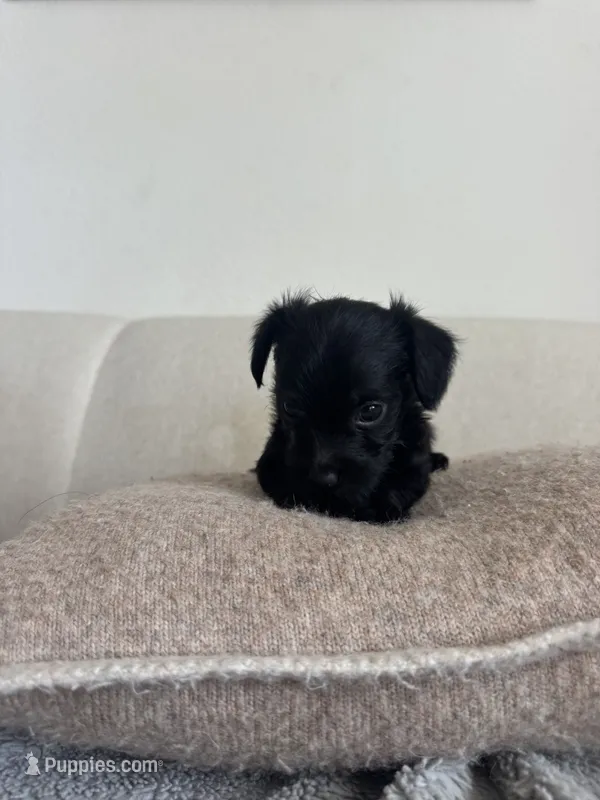 Remy – Yorkshire Terrier, Poodle - Toy  puppy for sale in Los Angeles, CA