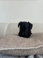 Remy, a male Yorkshire Terrier and Poodle - Toy  for sale in Los Angeles, CA – 1 of 4