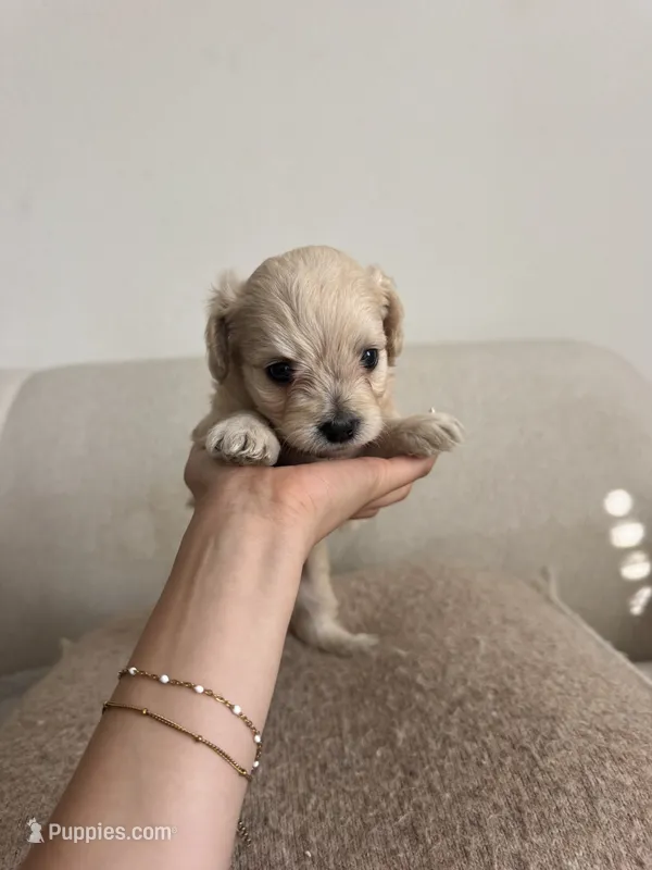 Latte – Yorkshire Terrier, Poodle - Toy  puppy for sale in Los Angeles, CA
