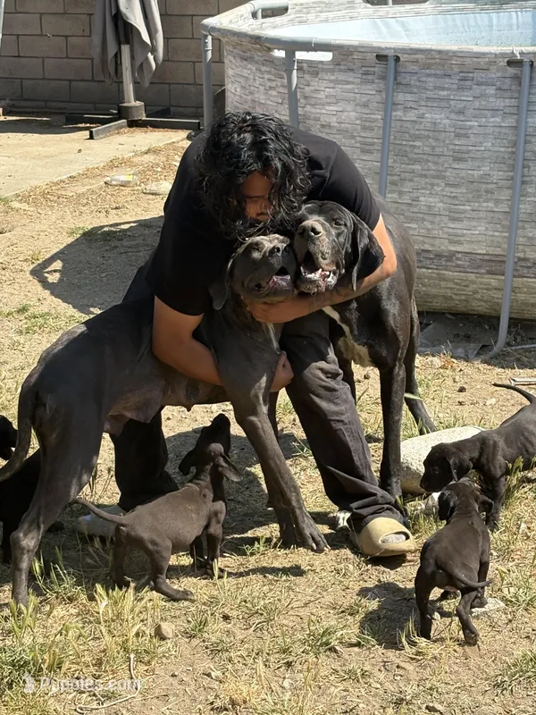 Chubs  – Great Dane, Cane Corso puppy for sale in Fontana, CA