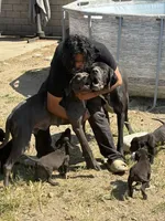 Chubs , a  Great Dane and Cane Corso for sale in Fontana, CA – Photo 1 of 3