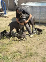 Chubs , a  Great Dane and Cane Corso for sale in Fontana, CA – Photo 2 of 3