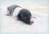 Skynyrd, a male Italian Greyhound for sale in Gillham, AR – 5 of 6