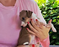 Shiloh, a male Italian Greyhound for sale in Gillham, AR – 9 of 9