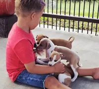 Santiago, a male Italian Greyhound for sale in Gillham, AR – 5 of 6