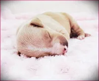 Zoe, a female Italian Greyhound for sale in Gillham, AR – 4 of 4