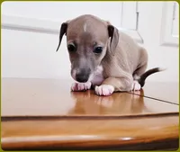 VanZant, a male Italian Greyhound for sale in Gillham, AR – 9 of 10