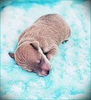 Zayne, a male Italian Greyhound for sale in Gillham, AR – 2 of 4