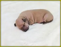 Lucia, a female Italian Greyhound for sale in Gillham, AR – 7 of 8