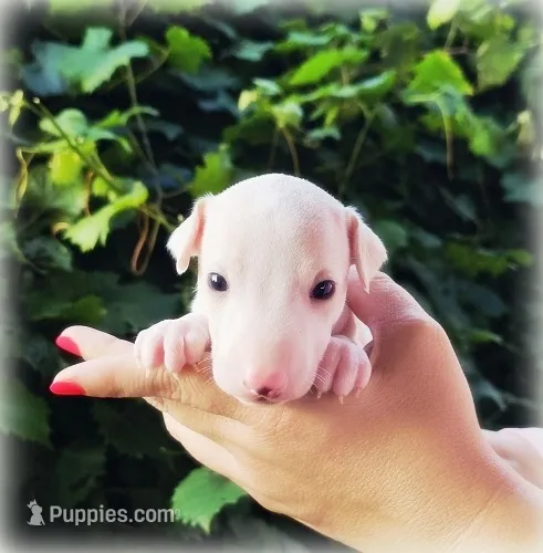 Diorin – Italian Greyhound puppy for sale in Gillham, AR