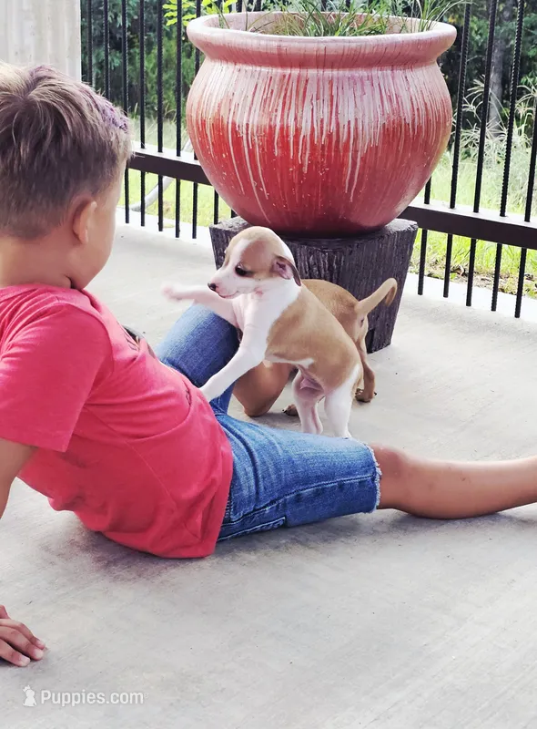 Sevyn – Italian Greyhound puppy for sale in Gillham, AR