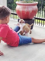 Sevyn, a male Italian Greyhound for sale in Gillham, AR – 1 of 6