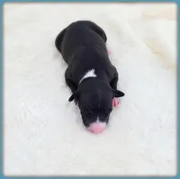 Roman, a male Italian Greyhound for sale in Gillham, AR – 6 of 8