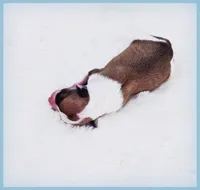PETITE Sevyn, a male Italian Greyhound for sale in Gillham, AR – 5 of 6