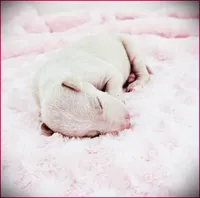 Zaylee, a female Italian Greyhound for sale in Gillham, AR – 3 of 4