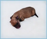Sebastian, a male Italian Greyhound for sale in Gillham, AR – 2 of 6