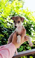 Shiloh, a male Italian Greyhound for sale in Gillham, AR – 4 of 9