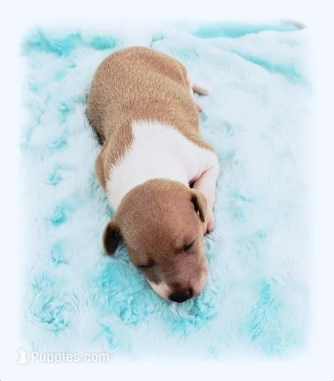 Santiago – Italian Greyhound puppy for sale in Gillham, AR