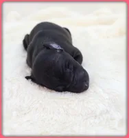 Ava, a female Italian Greyhound for sale in Gillham, AR – 3 of 8