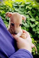 Petite! Tanner, a male Italian Greyhound for sale in Gillham, AR – 2 of 9