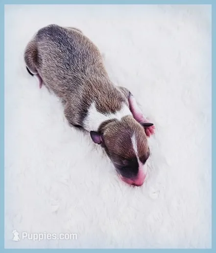 Shiloh – Italian Greyhound puppy for sale in Gillham, AR