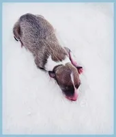 Shiloh, a male Italian Greyhound for sale in Gillham, AR – 1 of 6