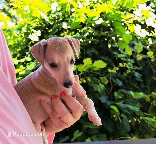 Zayne – Italian Greyhound puppy for sale in Gillham, AR