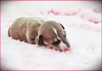 Zinnia, a female Italian Greyhound for sale in Gillham, AR – 4 of 4