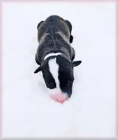 processed/0898d5a9-441f-4e3e-89f5-80d4ab8ecbd7/listing/0f70dfdf-2f18-40be-8280-cdc1328eabbc/380a7ef3-4676-4506-ad1e-83cf86683a60