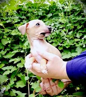 Petite! Tanner, a male Italian Greyhound for sale in Gillham, AR – 5 of 9