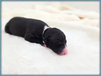 Roman, a male Italian Greyhound for sale in Gillham, AR – 3 of 8