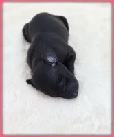 Ava, a female Italian Greyhound for sale in Gillham, AR – 8 of 8