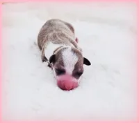 Sunny, a female Italian Greyhound for sale in Gillham, AR – 6 of 6