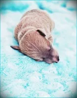 Zayne, a male Italian Greyhound for sale in Gillham, AR – 4 of 4