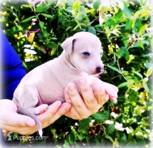 Zayne – Italian Greyhound puppy for sale in Gillham, AR