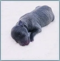 DARROW, a male Italian Greyhound for sale in Gillham, AR – 3 of 3