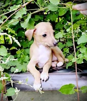 Petite! Tanner, a male Italian Greyhound for sale in Gillham, AR – 6 of 9
