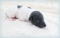 Lynyrd, a male Italian Greyhound for sale in Gillham, AR – 3 of 6