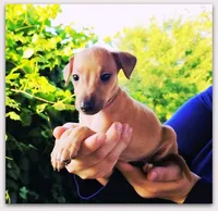 DACARI, a male Italian Greyhound for sale in Gillham, AR – 1 of 7