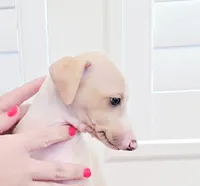 Zara, a female Italian Greyhound for sale in Gillham, AR – 10 of 10