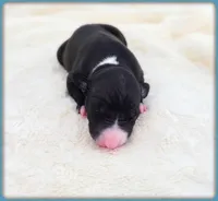 Roman, a male Italian Greyhound for sale in Gillham, AR – 4 of 8