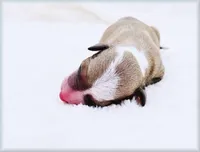 processed/0898d5a9-441f-4e3e-89f5-80d4ab8ecbd7/listing/1fe7fdae-612f-4493-a549-2e958dd8c849/cf989e54-5fc5-4957-98bc-caec02c1061c