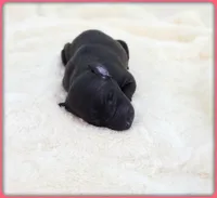 Ava, a female Italian Greyhound for sale in Gillham, AR – 4 of 8