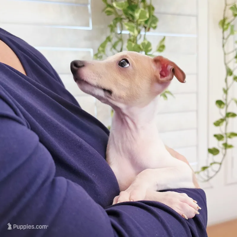 Santiago – Italian Greyhound puppy for sale in Gillham, AR