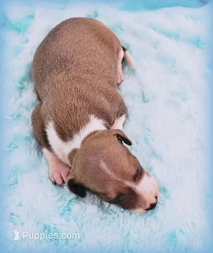 Shiloh – Italian Greyhound puppy for sale in Gillham, AR