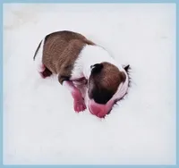 PETITE Sevyn, a male Italian Greyhound for sale in Gillham, AR – 3 of 6