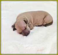 Lucia, a female Italian Greyhound for sale in Gillham, AR – 6 of 8