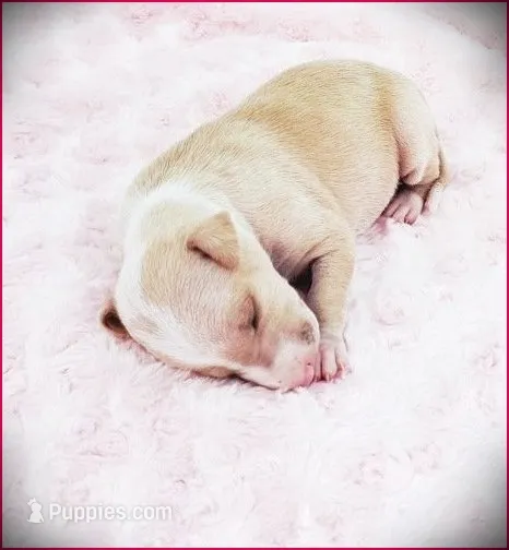 Zara – Italian Greyhound puppy for sale in Gillham, AR