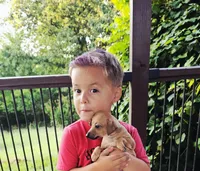 Sebastian, a male Italian Greyhound for sale in Gillham, AR – 3 of 7