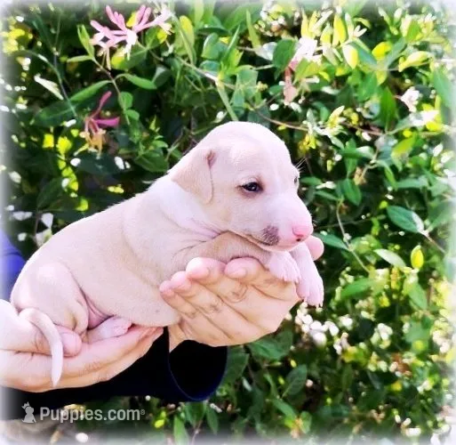 Zara – Italian Greyhound puppy for sale in Gillham, AR